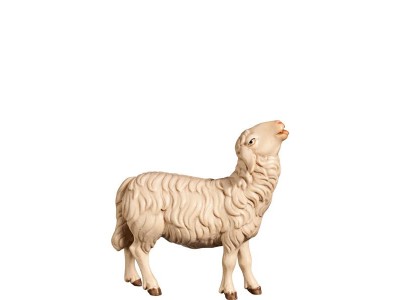Schaf aufschauend (H)